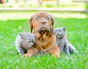 Two small kittens sitting on green grass with Bordeaux puppy dog