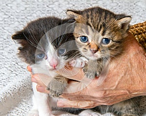 Two small kittens in their hands.
