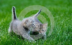 Two small kittens are walking on the lawn