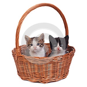Two small kittens in a wicker basket
