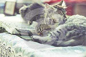 two small kitty Maine coon sleeping in bed