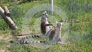 Two small lemurs in wild life. Funny primates