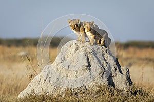 Two small lion cubs standing on a large termite mound in Savuti in Botswana