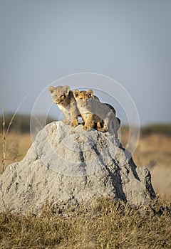 Two small lion cubs standing on top of a termite mound in early morning light in Savuti in Botswana