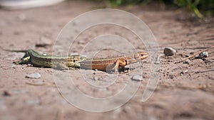 Two Small Lizards On A Stoney Path