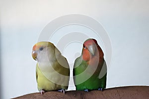 Two small lovebirds sitting calmly