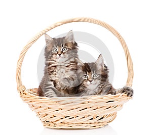 Two small maine coon cats sitting in basket. isolated on white