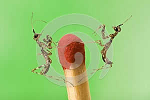 Two small mantiss close-up