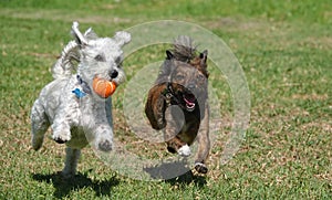 Two small mixed breed dogs run happily fetching a ball