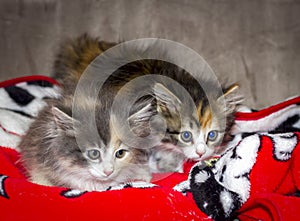 Two small multi-colored fluffy kittens sit side by side