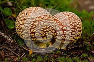 Two Small Mushrooms Grow On Green Forest Floor