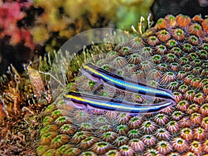 Two Small Neon Gobies on star coral