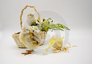 Two small newborn chick , basket with bouquet of flowers , egg with yellow bow on white background. Concept of Easter, birthday,
