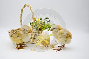 Two small newborn chick , basket with bouquet of flowers , egg with yellow bow on white background. Concept of Easter holiday,