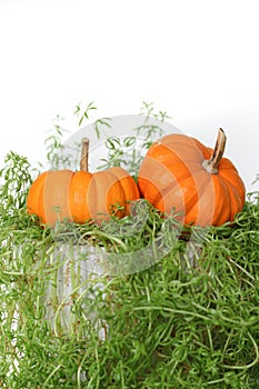 Two Small orange gourds sitting on a green plant