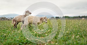 Two small ouessant or Ushant sheep lamb grazing on spring meadow