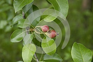 Two small pears growing on a tree branch in the garden.