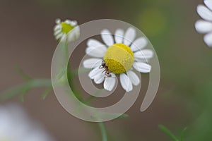 Two small .Pharmacy chamomile and an ant .