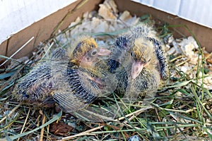 Two small pigeon Chicks are sitting in the nest. Breeding of domestic pigeons