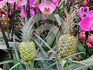 Two small pineapples against a background of pink orchids.