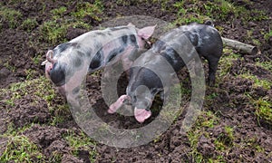 Two small PiÃÂ©train pigs rooting in the mud
