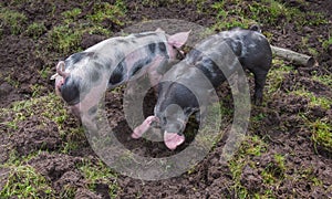 Two small PiÃ©train pigs rooting in the mud