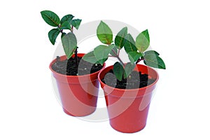 Two small plant seedlings in pots isolated