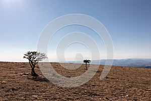 Two small plants on a mountain, with strong sun light, beneath a