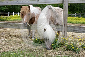 Two small ponies peeking through their paddock fence, one with its nose in a patch of yellow buttercups.