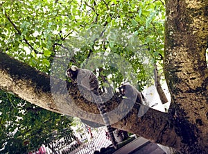 Two small primates known as the Brazilian marmoset sitting on a tree trunk observing the environment photo