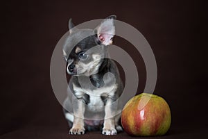 A blue Chihuahua puppy sits with an Apple on a dark background