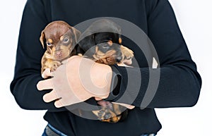Two small puppies of dachshund isolated in the hands of its female owner