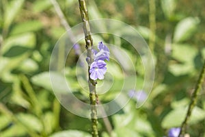 Two small purple flowers on its green branch