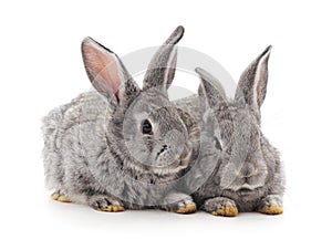 Two small rabbits