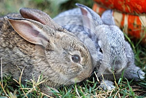 Due piccolo conigli 