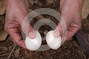 Two small raw eggs in the wood, in farmer`s hands