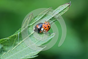 two small red black ladybugs on a green leaf