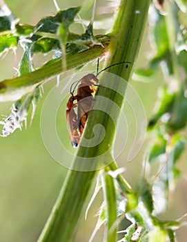 Two small red bugs on a plant stem