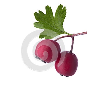 Two small red Hawthorn May-tree berries with green leaf isolated on white background.