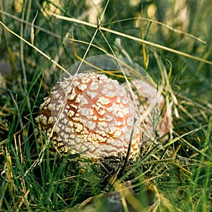 Two small red spotted toadstools grow on side of pathway in grass