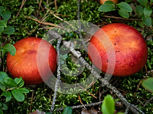 Two small red toadstool mushroom. Selective focus