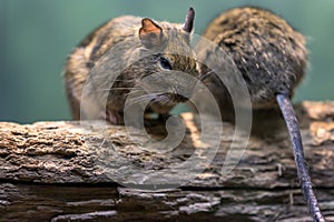 Two small rodents sitting on a branch, enjoying each other`s company