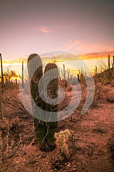 Two small saguaro cacti standing close together in Arizona desert at sunset.