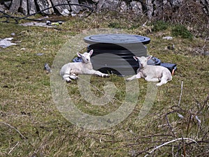 Two small sheep on green grass in a field, Farming industry. Funny cute animals in nature scene