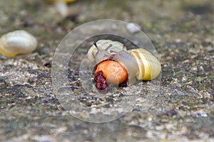 Two small snails eat the fallen red cherry,close-up