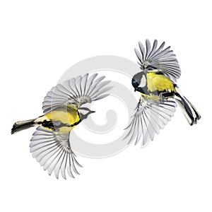 Two small songbirds tit fly widely spreading feathers and wings on a white isolated background in various poses and views