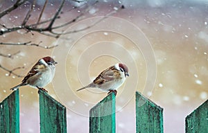 Two small Sparrow birds are sitting on a wooden fence in the winter garden under the snow