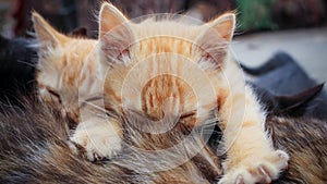 Two small striped orange tabby kittens sleeping on top of tortoiseshell mother cat