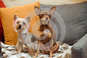 two small terrier dogs are sitting on a sofa on plaid blanket