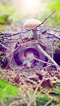 Two small toadstools